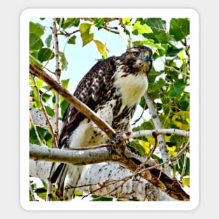 Red Tailed Hawk Sticker